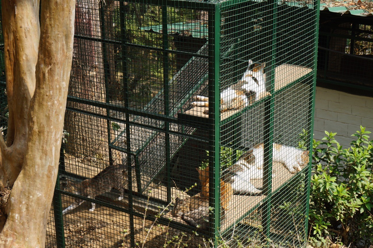 The cattery at KAS donated by APN