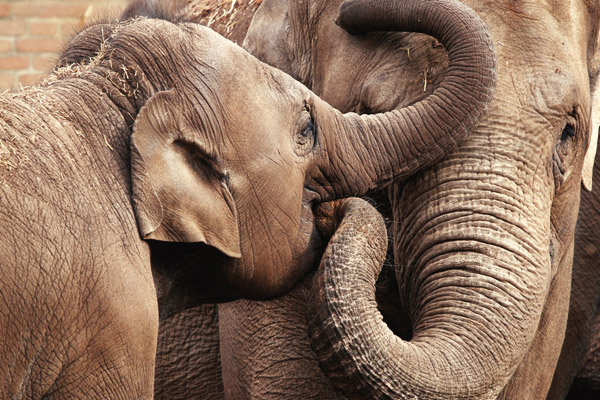 Helping-Captive-Elephants
