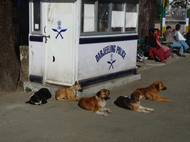 These contented dogs have all been vaccinated and neutered by the Darjeeling Animal Shelter
