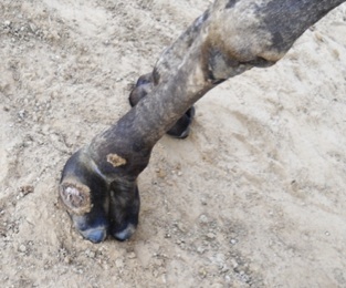 Mool Chand’s camel with severe Punctured Foot Pad wound.