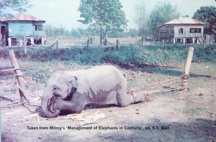 elephants-1