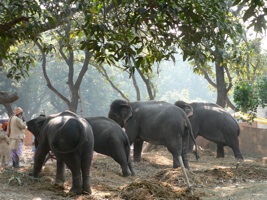 elephants-2