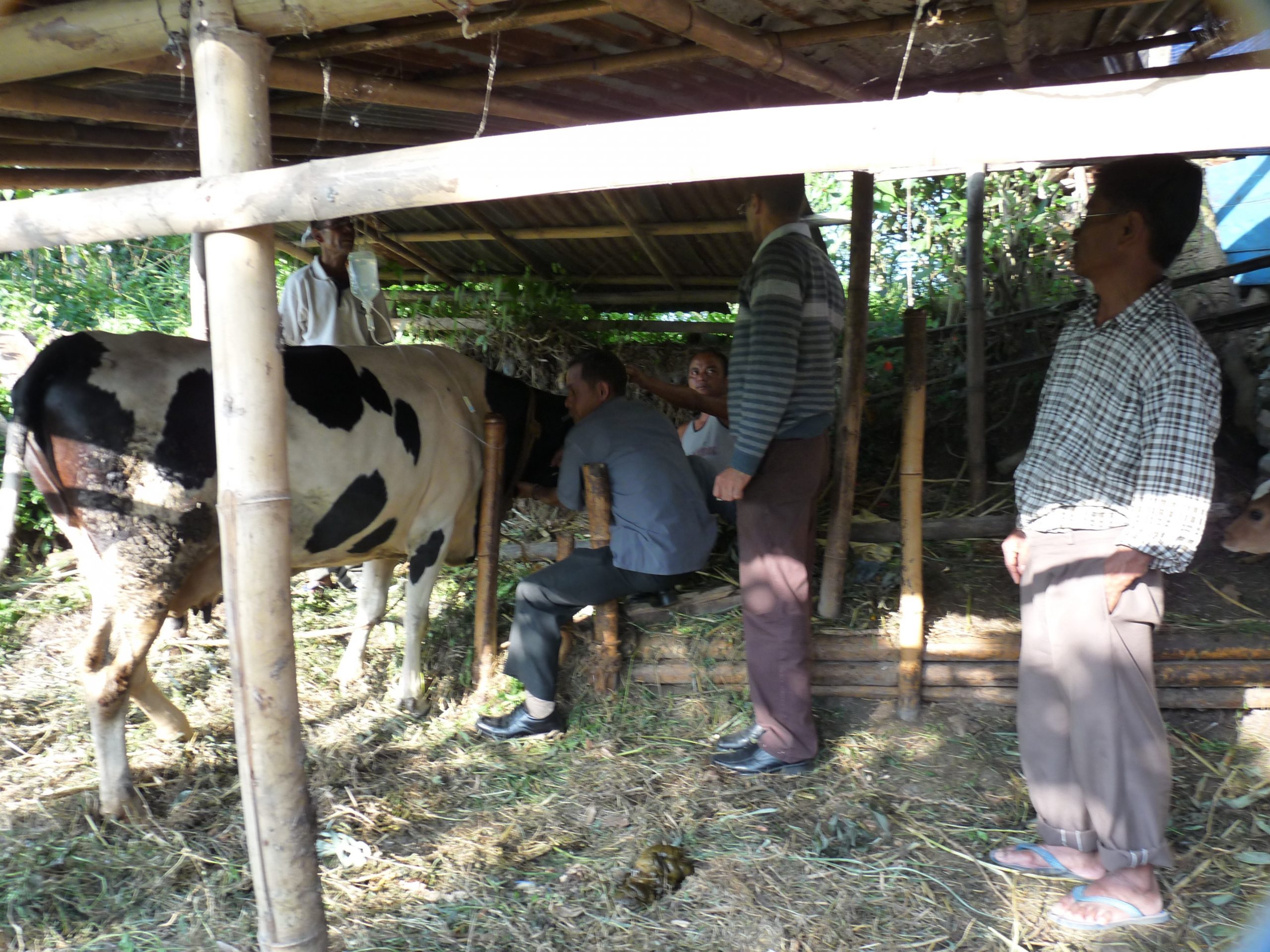 treating a village cow KAS