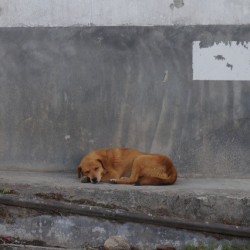 The love of street dogs