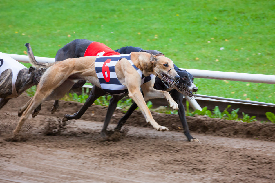 BAN ON GREYHOUND RACING IN NSW