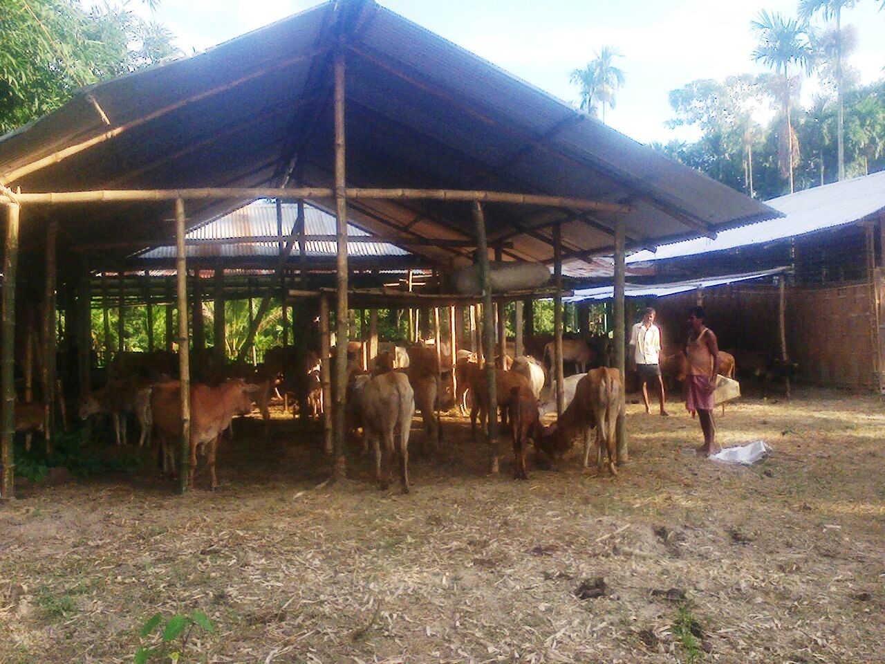 Image 14 and 15: The Highland at Jhapooripather being used by villagers and animals. This Highland proved to be a great boon to the 100-odd families of this village as they could take shelter here during the flood.