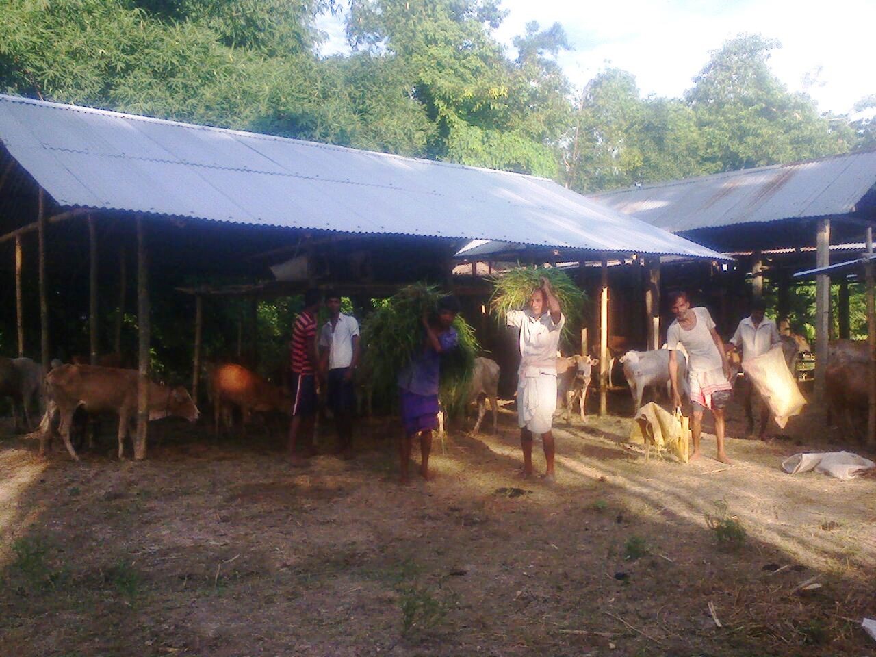 Image 14 and 15: The Highland at Jhapooripather being used by villagers and animals. This Highland proved to be a great boon to the 100-odd families of this village as they could take shelter here during the flood.