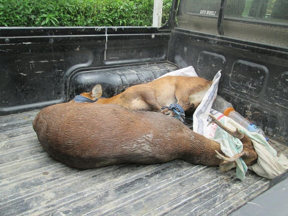 Hog Deer rescues