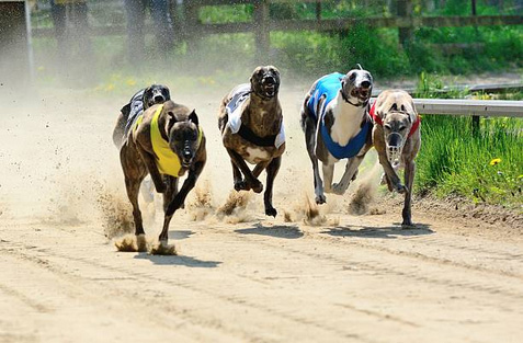 Greyhound Ban Overturned