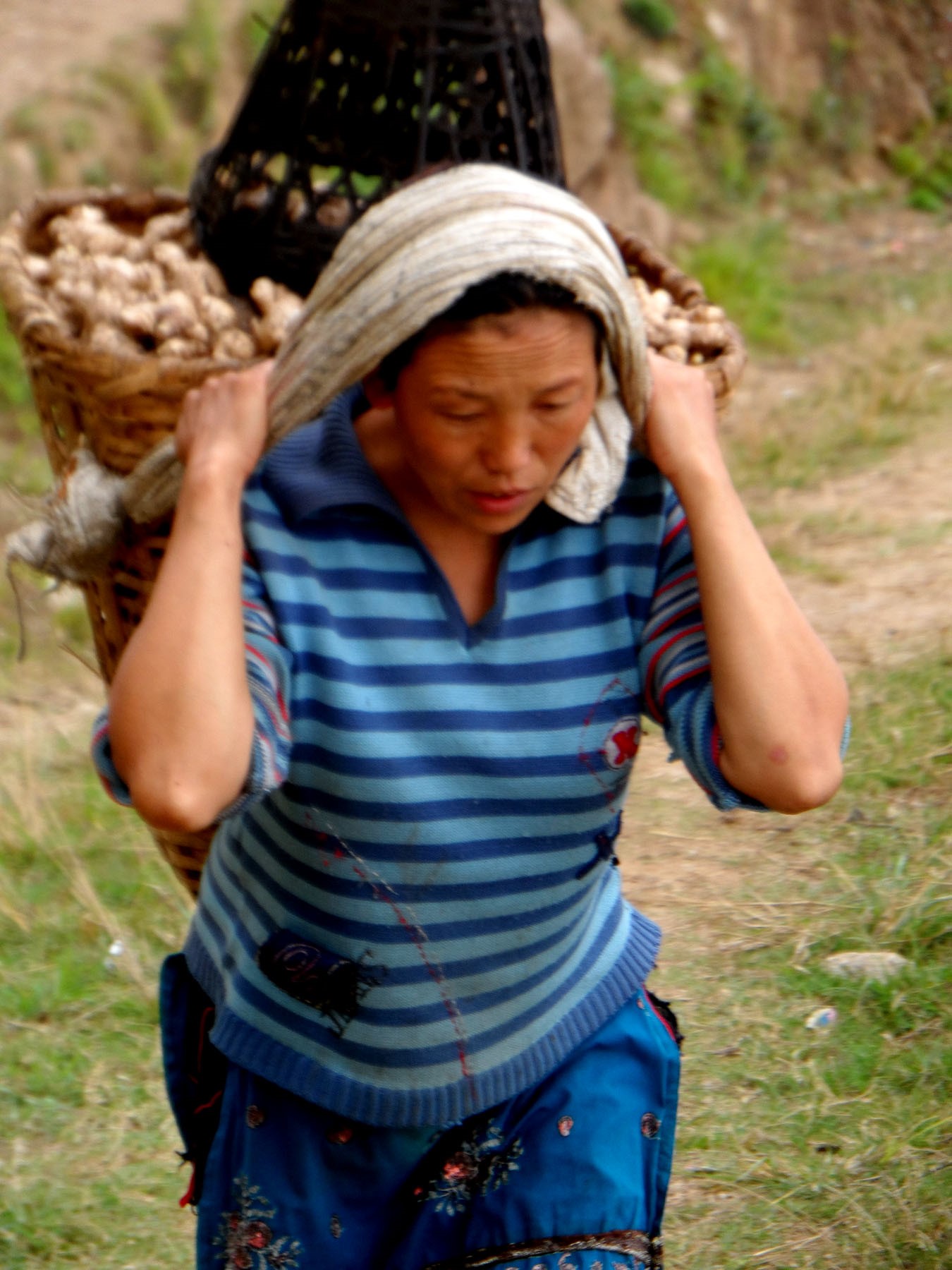 A passers by carrying a back pack of ginger after the harvest