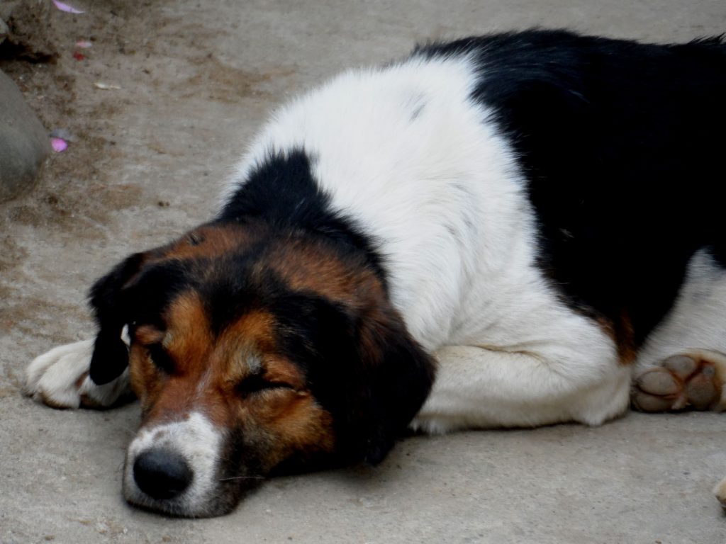 Beautiful dog taking its early morning nap