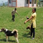 Dogs brought for anti-rabies vaccination and surgery