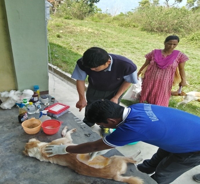 Shelter staff, Sanjeev and Naren dressing the dog before getting it spayed