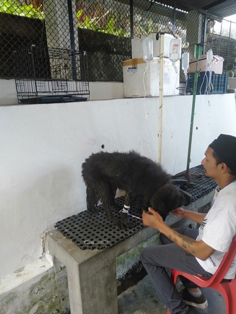 Villagers visiting Blacky (picture taken before the villagers took him)
