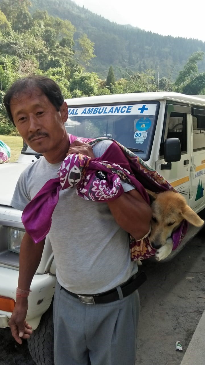owner carrying his dog in a sling