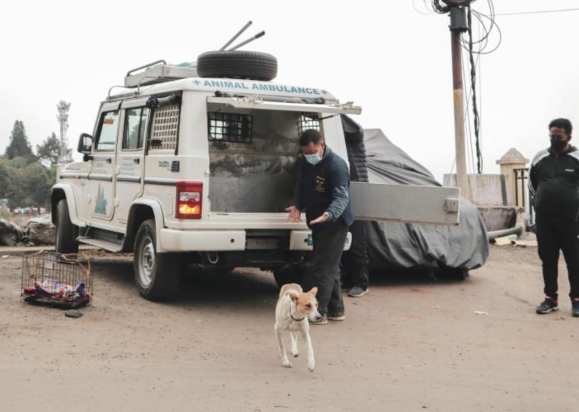 February Report from Darjeeling Animal Shelter (DAS)