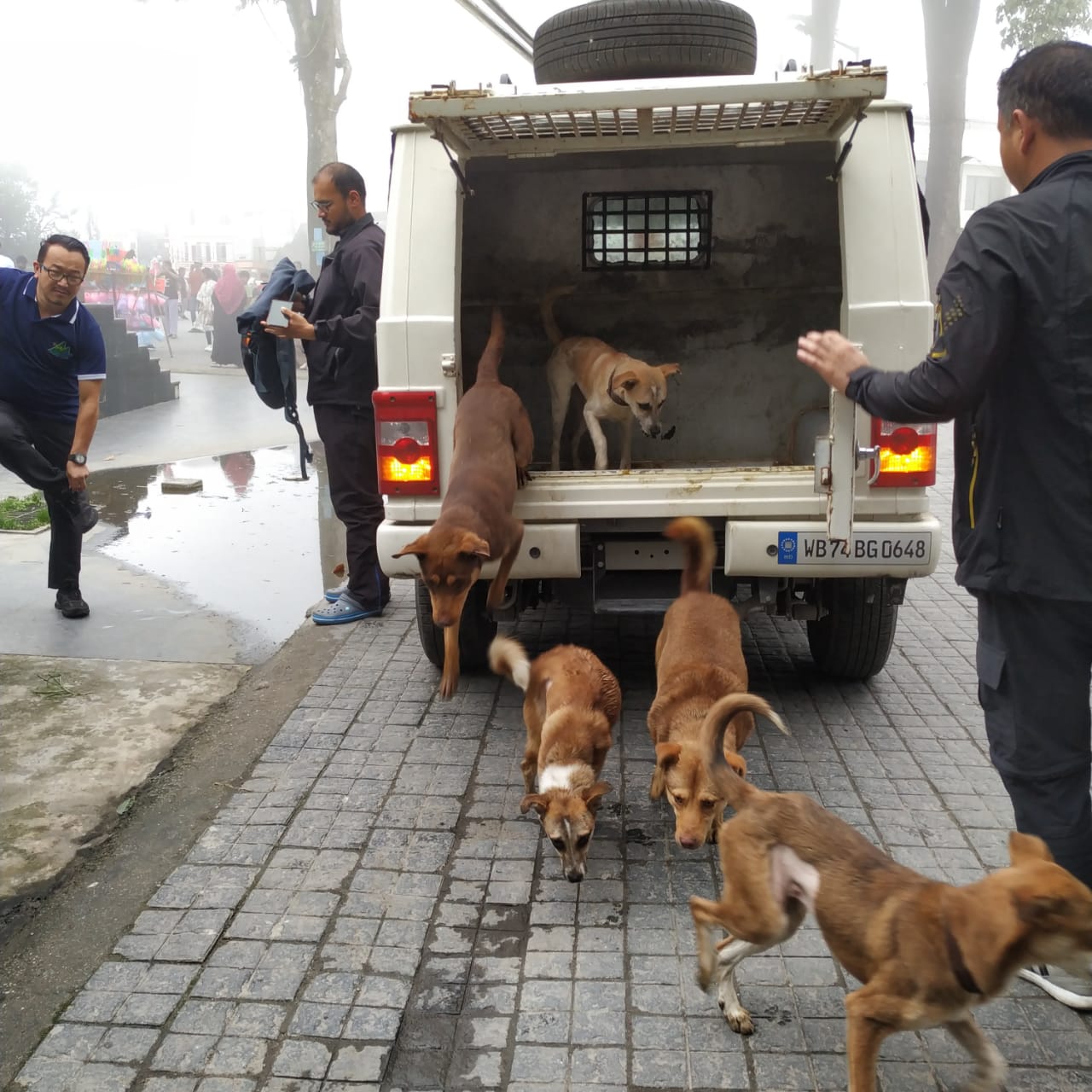 Releasing street dogs to their previous location after their ABC . Thanks to Dogs Trust for fudning the ABC Prg. of DAS (Darjeeling Animal Shelter )