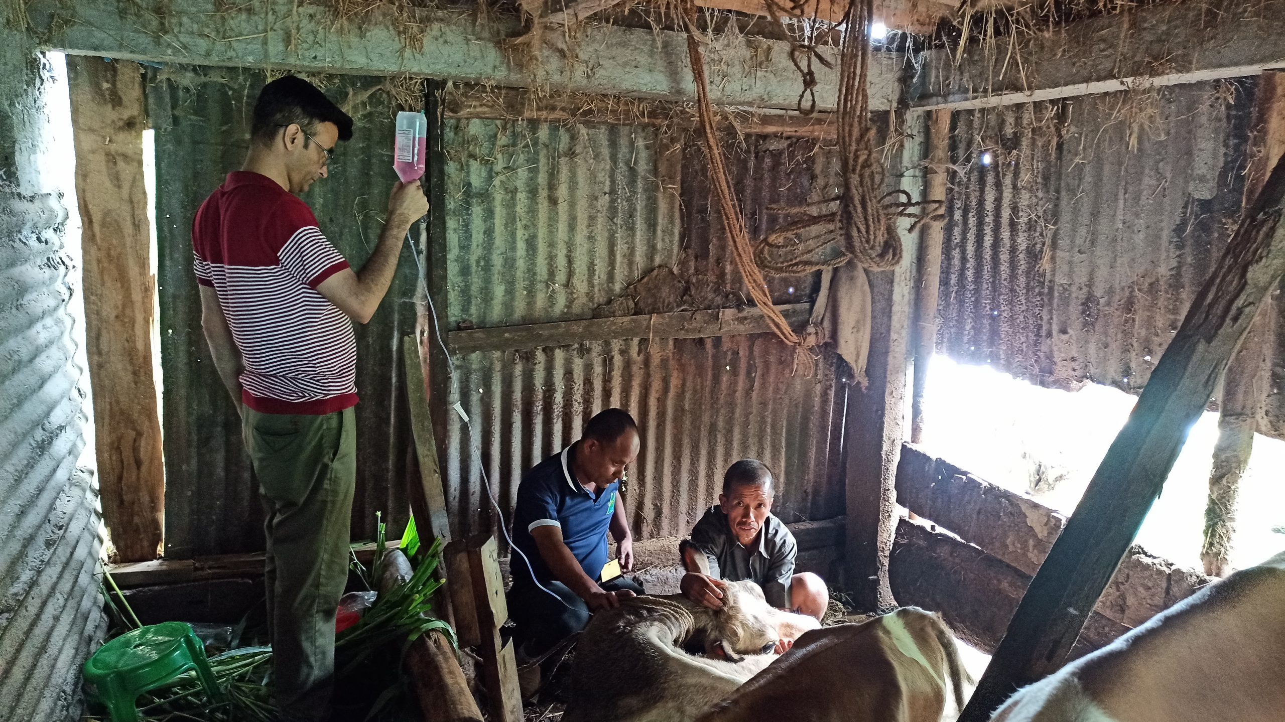 The KAS team helping a cow suffering from milk fever
