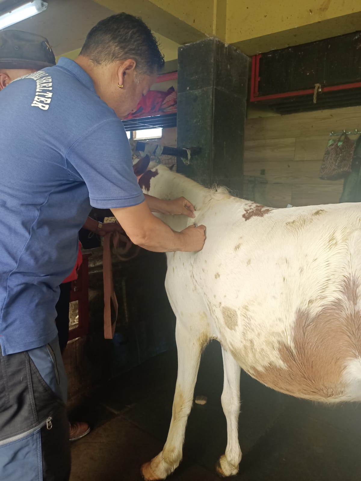 Wangel from DAS vaccinating a Pony from Darjeeling, Chowrasta