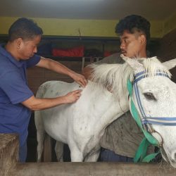 Health camp for the Ponies