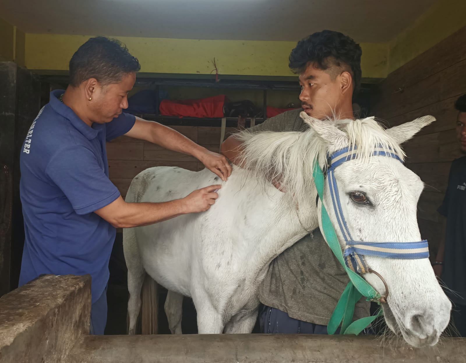 Yearly vaccination of Ponies by DAS