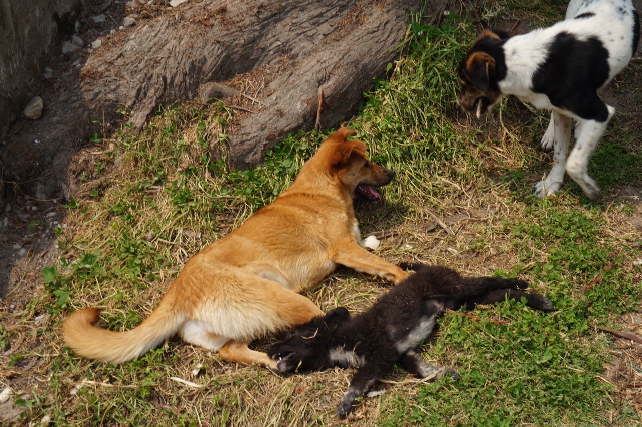 Rescued dogs play freely together at DAS | Working for Animals