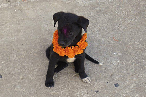 Darjeeling Animal Shelter/One Voice (DAS)