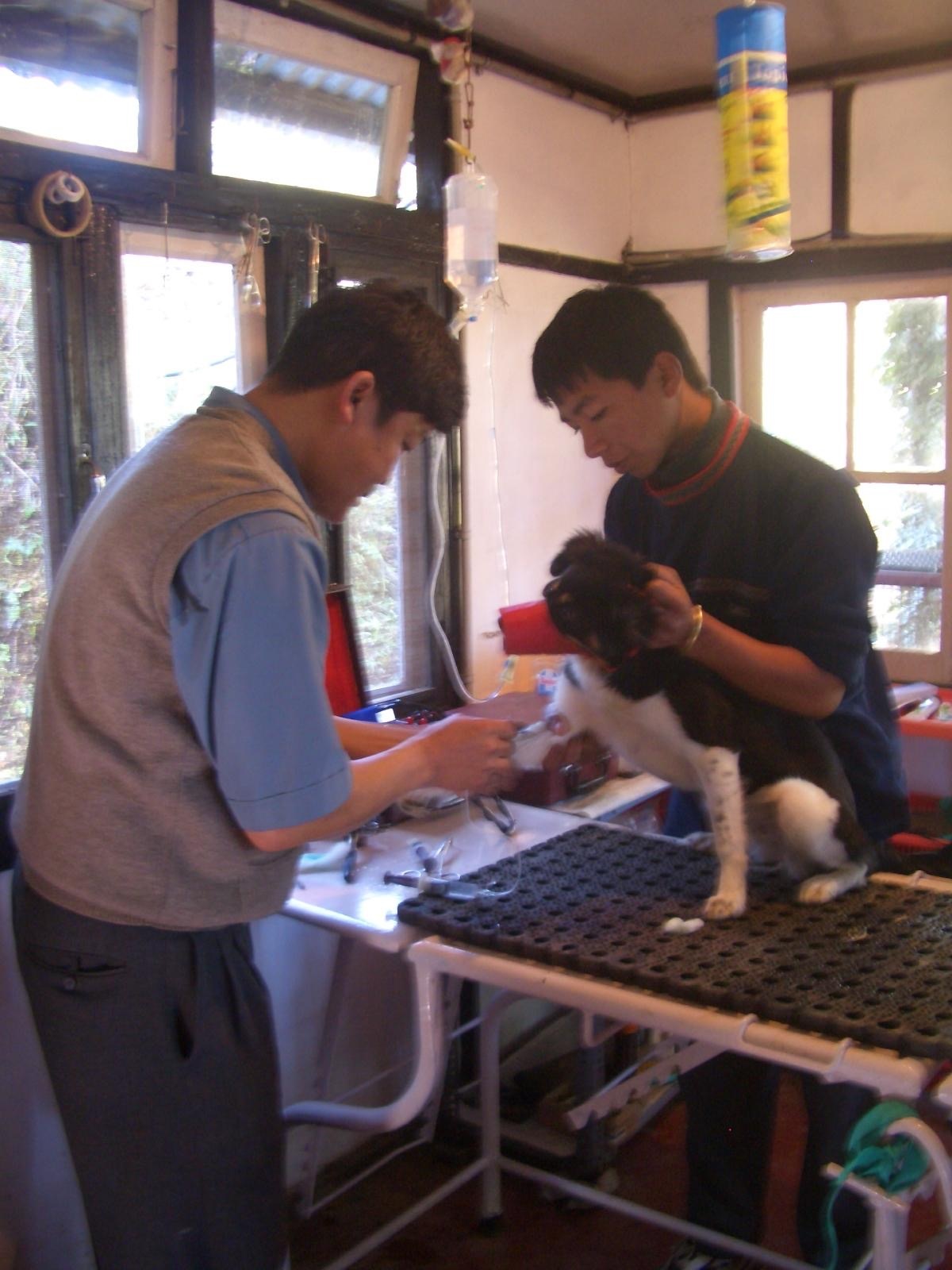 Clinic at Kalimpong Animal Shelter