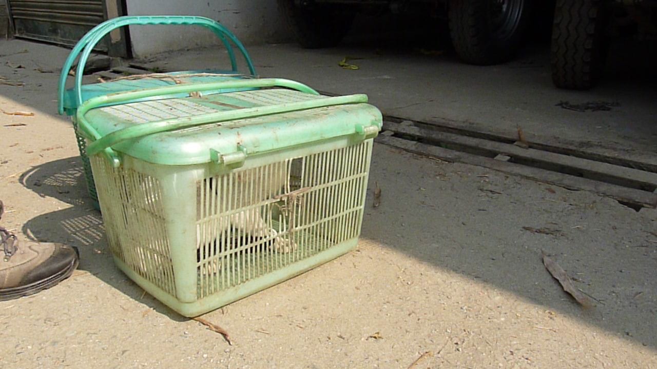 People bring cats for spaying in plastic baskets