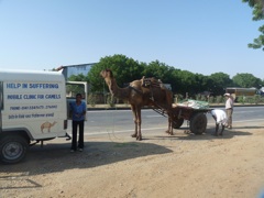 camels-11