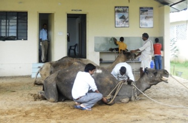 Mool Chand with his camel after recovery.