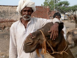 camels-7