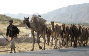 camels-8