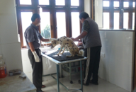 Staff in the shelter's prep room, preparing a dog for the keyhole flank spay operation.