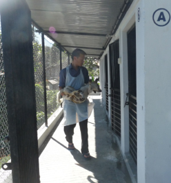 A block kennel, with Rudra holding a dog which as been operated.