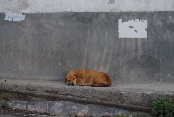 The love of street dogs