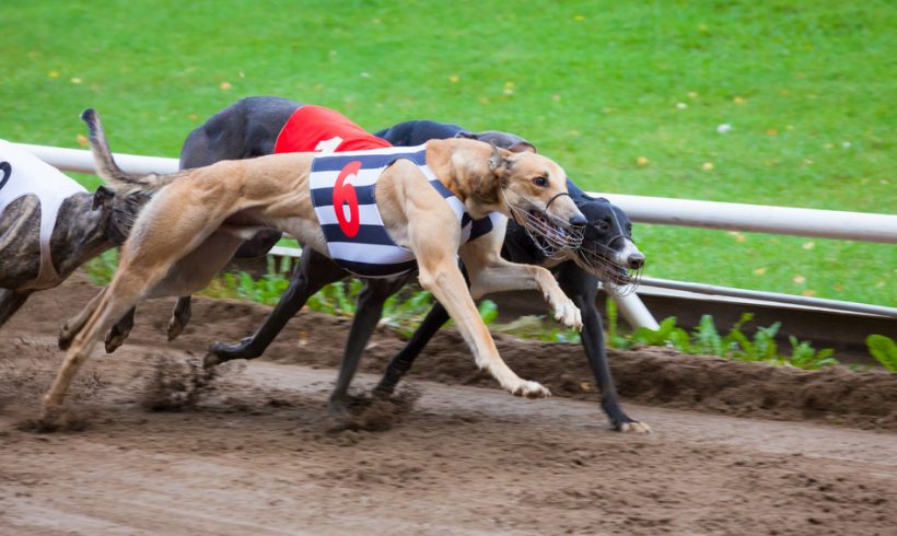Ban on Greyhound Racing in NSW