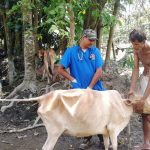 Image 10: TCF’s vet in action at one of the veterinary camps for domestic animals.