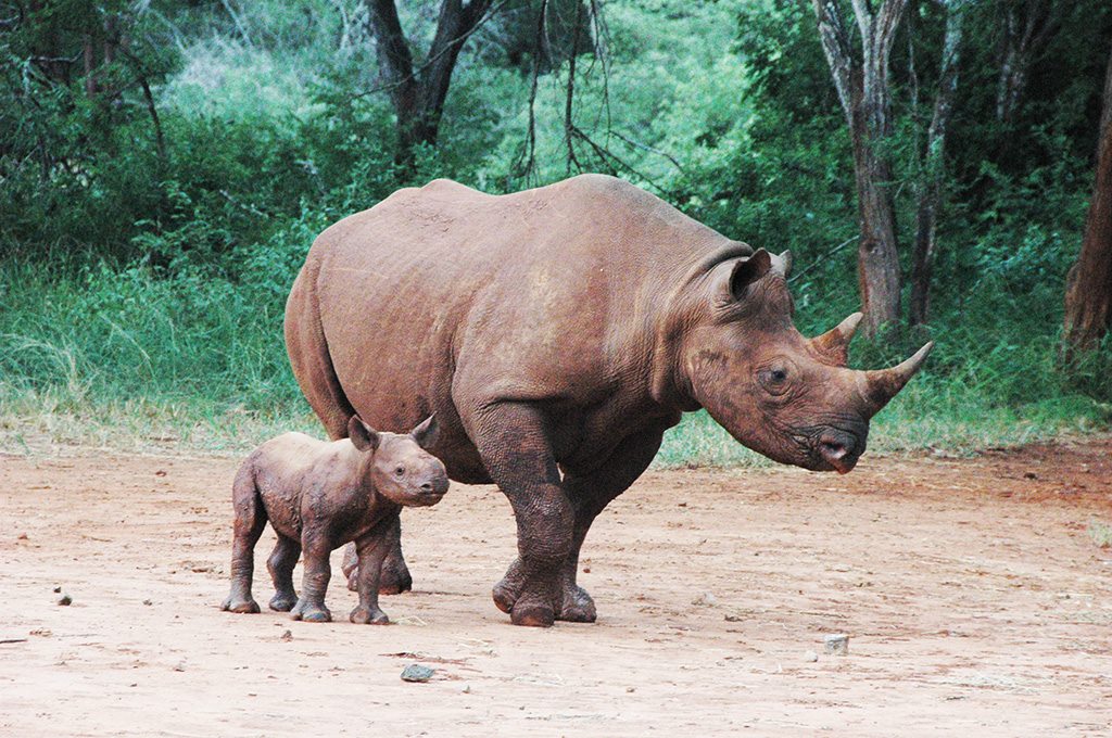 Rhinos from Leonardo DiCaprio's Facebook page. Photograph courtesy GAWPT.