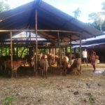 Image 14 and 15: The Highland at Jhapooripather being used by villagers and animals. This Highland proved to be a great boon to the 100-odd families of this village as they could take shelter here during the flood.