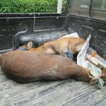 Hog Deer rescues