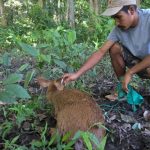 Hog Deer rescues