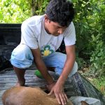 Hog Deer rescues