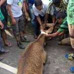 Eastern Swamp Deer injured in a road accident on NH37.