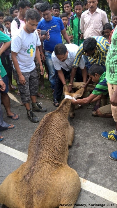 Eastern Swamp Deer injured in a road accident on NH37.