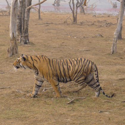 Tiger in Ranthambore National Park 2016. Photograph Ace Bourke.