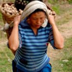 A passers by carrying a back pack of ginger after the harvest