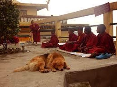 A dog rests at the monastery with monks