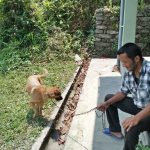 Dogs brought for anti-rabies vaccination and surgery