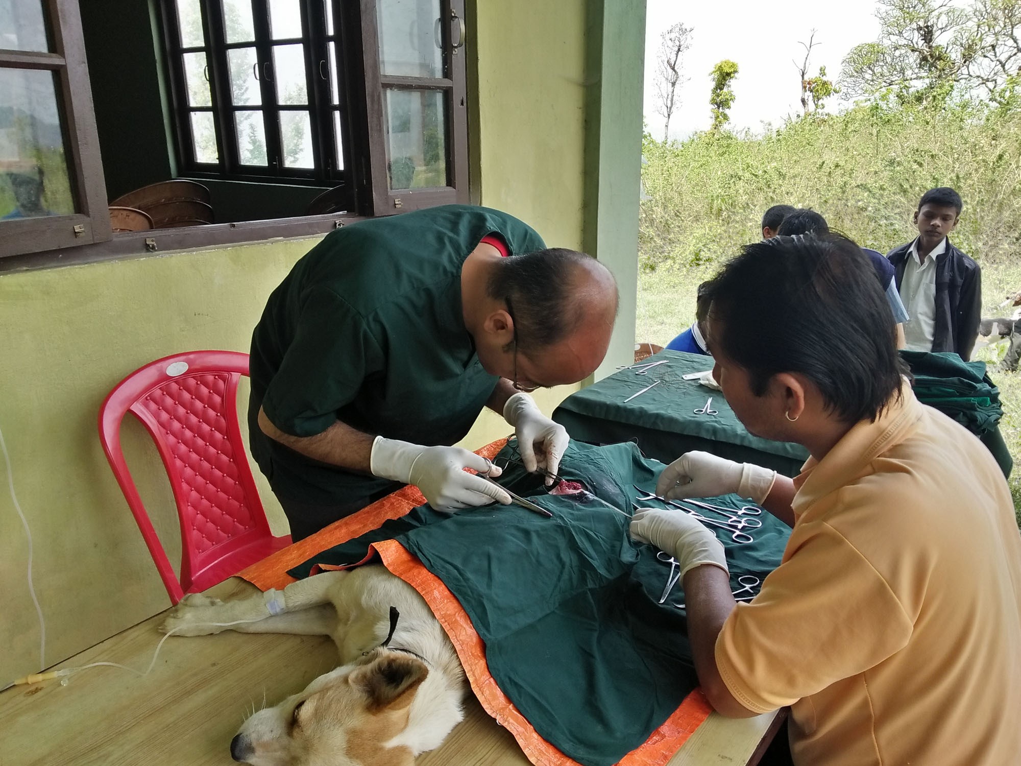Dr.D.P.Pandey assisted by the shelter staff, Lil